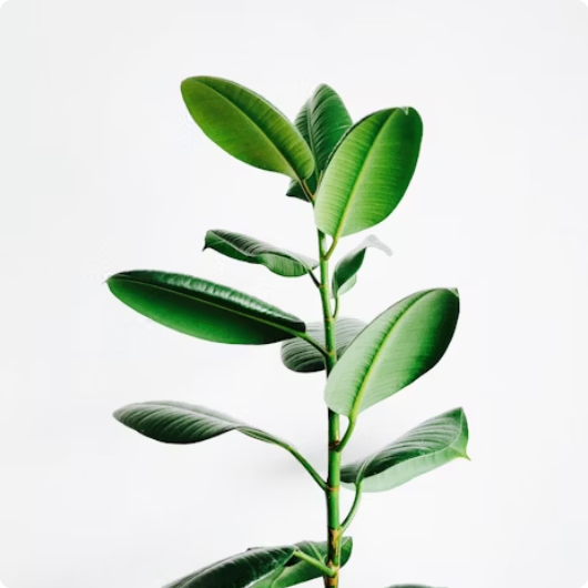 About Image