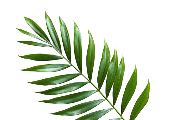 Leaf Right
